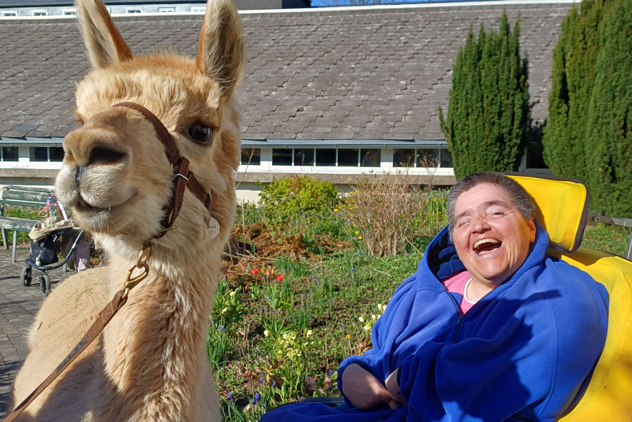 Alpaka-Besuch im Josefsheim